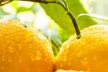 橙子香氣-隨筆