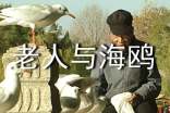 讀《老人與海鷗》閱讀心得體會(huì)