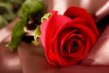 關(guān)于紅玫瑰的花語(yǔ)