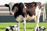 奶牛買賣合同