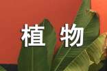 《植物媽媽有辦法》教學反思(精選12篇)