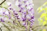紫藤花開作文