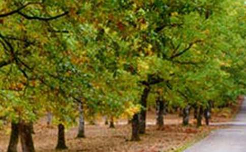 �����T���L(f��ng)��������600����ƪ