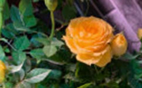 ��õ��Ļ��Z3ƪ