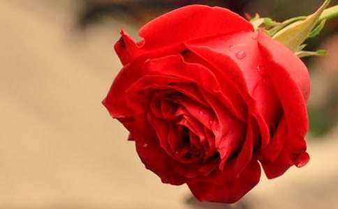 ��ͬ��(sh��)��õ�廨�Ļ��Z