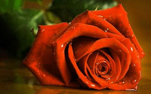 ��ɫõ�廨�Z