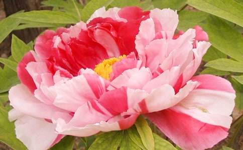 牡丹花語經(jīng)典超短句