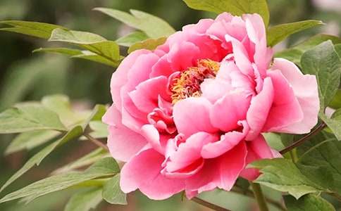 ĵ���Ļ��Z���x�����f��B