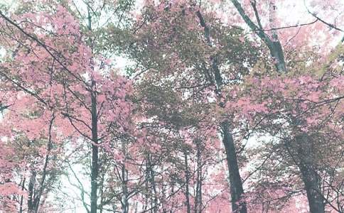 ����＾����Ӌ���R��15ƪ