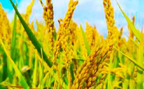 �l(xi��ng)�(zh��n)���պ�(ji��n)��(b��o)����[15ƪ]