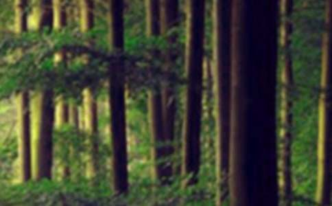 森林防滅火宣傳簡報(bào)大全8篇