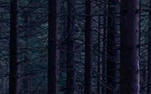 ɭ�ַ���(ji��n)��(b��o)15ƪ�����]��