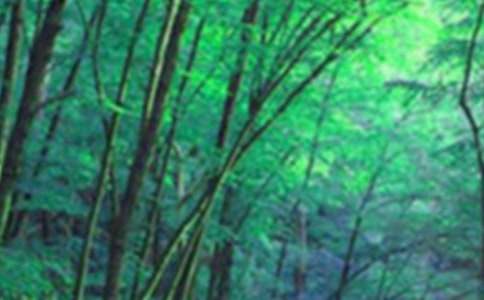 ��(d��ng)��ɭ������600��5ƪ