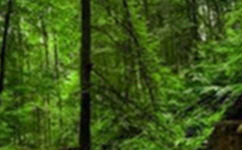 ɭ�ַ����������(ji��n)��(b��o)����Ʒ��