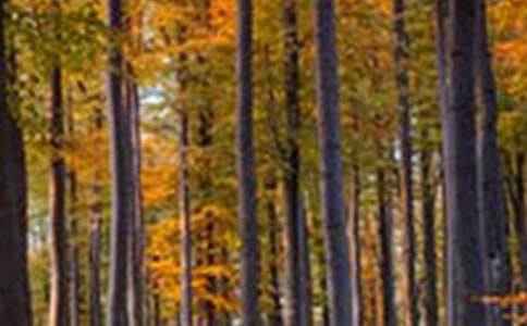 森林防火簡(jiǎn)報(bào)匯總15篇