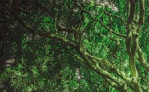 ɭ�ַ��𺆈󡾅R��15ƪ��