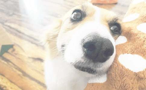 小狗學(xué)叫續(xù)寫作文通用15篇