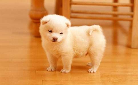 【精】小狗學(xué)叫續(xù)寫作文