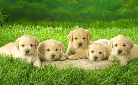 《小狗學叫》續(xù)寫作文(精選44篇)