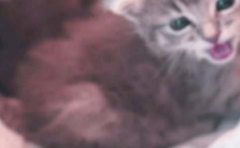 小貓寫作文15篇