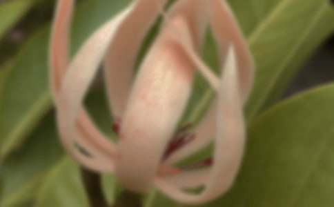 ���m�����Z(y��)��ʲô