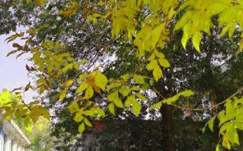 通用美好的早安微信祝福語集合37條