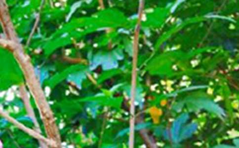 �����]�����õ��簲΢��ף���Zժ�63��