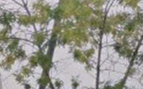 ���õ��簲΢��ף���Zժ�31�l